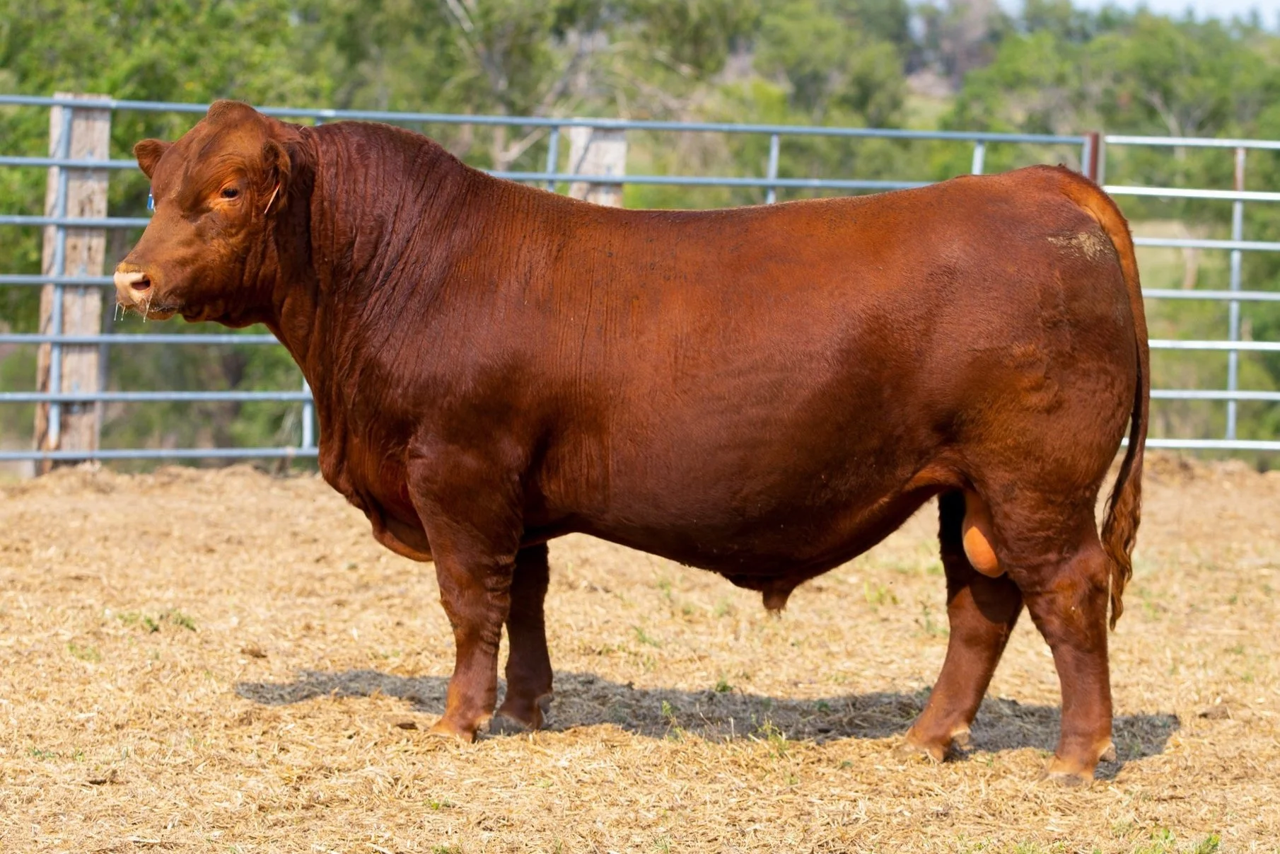 Sires — Niobrara Red Angus